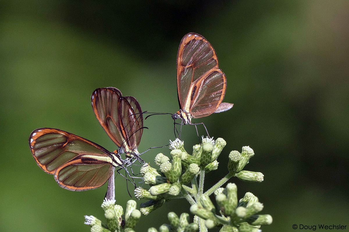 Importancia Biológica